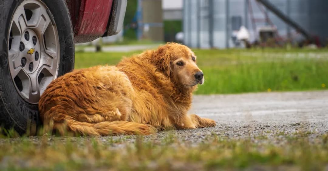 Co robić, gdy zgubisz klucze do auta? Plan działania krok po kroku